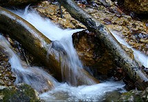 Wasser und Baumstämme in einem Waldstück